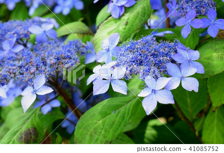 Beautiful blue forehead hydrangea flower, close-up Beautiful blue forehead hydrangea flower, close-up 41085752
