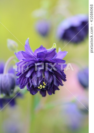 Western Odamaki Blue Barrow 41086068