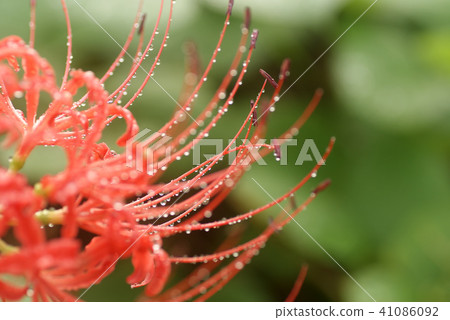Tottori Walking the Four Seasons Autumn flower plant Higanohana Tottori Walking the Four Seasons Autumn flower plant Higanohana 41086092