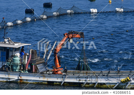 Feeding of tuna fish farms in Kashiwajima, Otsuki-cho, Kochi prefecture 41086651