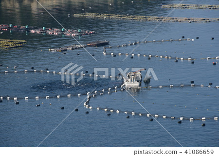 在Kochi Kashiwajima餵養金槍魚養殖的木筏 41086659