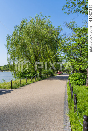 新野綠色的Shinobazuke長廊的上野公園 41087353