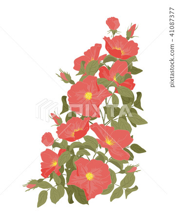 Embroidery wild roses, dogrose flowers. Classic style embroidery, beautiful dogrose pattern vector 41087377
