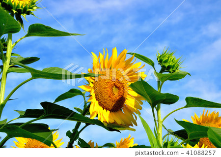Sunshine sunflower festival in which blue sky and sunflower like flowers bloom 41088257