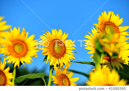 Sunshine sunflower festival in which blue sky and sunflower like flowers bloom Sunshine sunflower festival in which blue sky and sunflower like flowers bloom 41088395