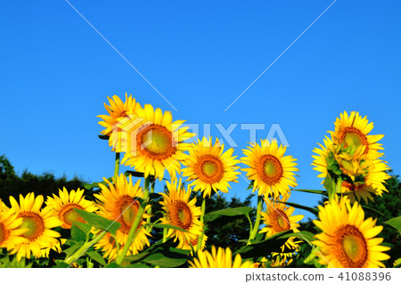 Sunshine sunflower festival in which blue sky and sunflower like flowers bloom 41088396