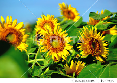 陽光向日葵節日藍天和向日葵喜歡花開花 41088640