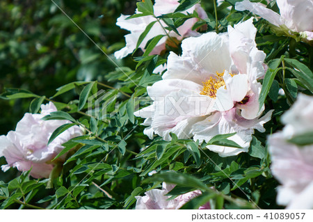 white peony flowers in spring in the garden white peony flowers in spring in the garden 41089057