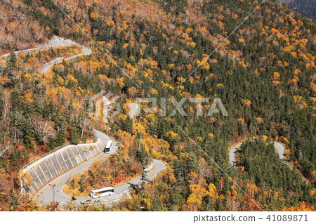 Fall in Norikura Kogen 41089871