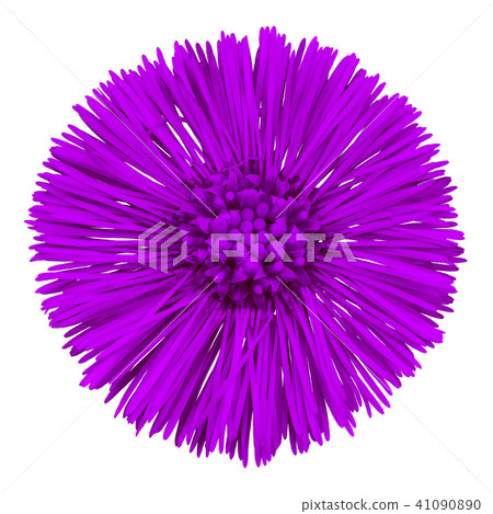 Flower lilac Tussilago farfara isolated on white Flower lilac Tussilago farfara isolated on white 41090890