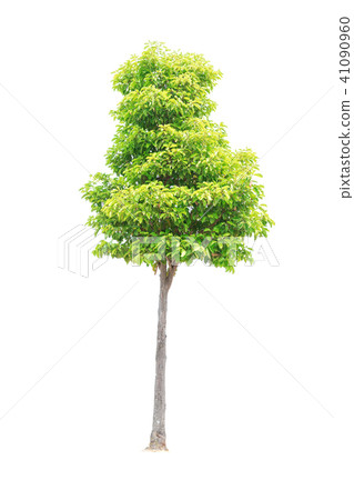 Tree isolated on white background 41090960