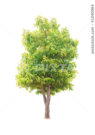 Tree isolated on white background 41090964