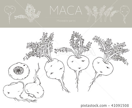 Maka's line drawings (analog) Maka's line drawings (analog) 41091508