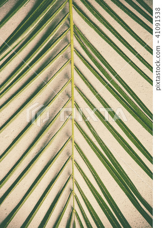 Green palm leaf 41091538