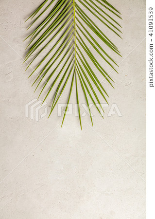 Green palm leaf Green palm leaf 41091539