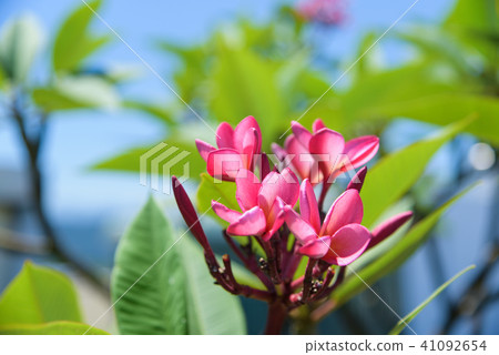 Statistical flower or name flower flower, signature moss, deer tree, number flower, number flower, seasonal flower, protein flower 41092654