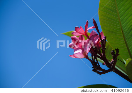 Statistical flower or name flower flower, signature moss, deer tree, number flower, number flower, seasonal flower, protein flower Statistical flower or name flower flower, signature moss, deer tree, number flower, number flower, seasonal flower, protein flower 41092656