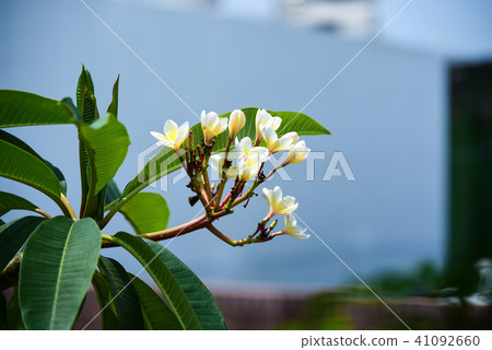 Statistical flower or name flower flower, signature moss, deer tree, number flower, number flower, seasonal flower, protein flower Statistical flower or name flower flower, signature moss, deer tree, number flower, number flower, seasonal flower, protein flower 41092660