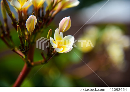 Statistical flower or name flower flower, signature moss, deer tree, number flower, number flower, seasonal flower, protein flower Statistical flower or name flower flower, signature moss, deer tree, number flower, number flower, seasonal flower, protein flower 41092664