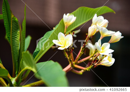 Statistical flower or name flower flower, signature moss, deer tree, number flower, number flower, seasonal flower, protein flower Statistical flower or name flower flower, signature moss, deer tree, number flower, number flower, seasonal flower, protein flower 41092665