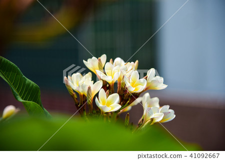 Statistical flower or name flower flower, signature moss, deer tree, number flower, number flower, seasonal flower, protein flower Statistical flower or name flower flower, signature moss, deer tree, number flower, number flower, seasonal flower, protein flower 41092667