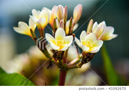 Statistical flower or name flower flower, signature moss, deer tree, number flower, number flower, seasonal flower, protein flower Statistical flower or name flower flower, signature moss, deer tree, number flower, number flower, seasonal flower, protein flower 41092670