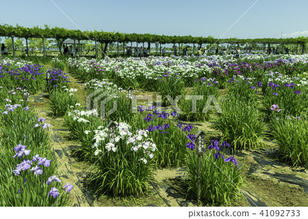 Shimogo Saahara Ayame Park Shimogo Saahara Ayame Park 41092733