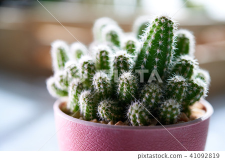 Cactus. Cereus peruvianus 41092819