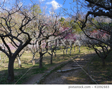 Hisashi Oshimori Bairin, Honjyoshi Shrine's full-bloom red and white plum tunnel 41092883