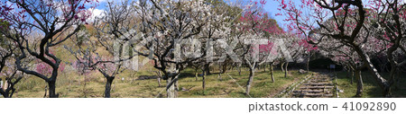 Hisashi Oshimori Bairin, Honjyoshi Shrine's full-bloom red and white plum tunnel 41092890
