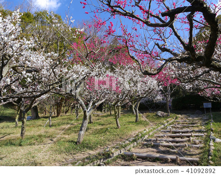 Hisashi Oshimori Bairin, Honjyoshi Shrine's full-bloom red and white plum tunnel 41092892