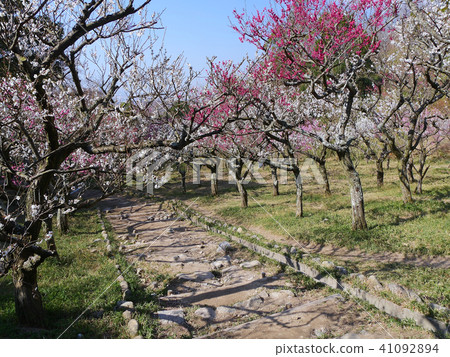 Hisashi Oshimori Bairin, Honjyoshi Shrine's full-bloom red and white plum tunnel 41092894