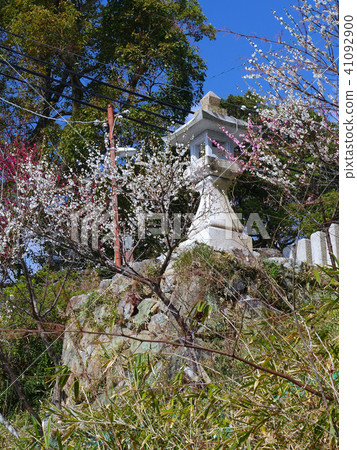 尚志昭百林,Honjyoshi Shrine的石燈籠“One Noodle Fire”和紅白梅花 尚志昭百林,Honjyoshi Shrine的石燈籠“One Noodle Fire”和紅白梅花 41092900