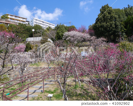 Okamoto Bairin Park /老梅花/兵庫縣神戶市本津町區本山町 Okamoto Bairin Park /老梅花/兵庫縣神戶市本津町區本山町 41092902