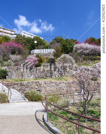 Okamoto Bairin Park /老梅花/兵庫縣神戶市本津町區本山町 41092903