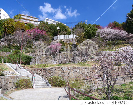 Okamoto Bairin Park /老梅花/兵庫縣神戶市本津町區本山町 Okamoto Bairin Park /老梅花/兵庫縣神戶市本津町區本山町 41092904
