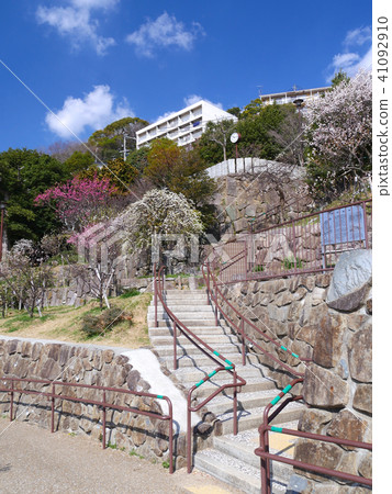 Okamoto Bairin Park / old plum spot / Hyogo ken Kobe city Honjin-cho ward Honzan-cho 41092910