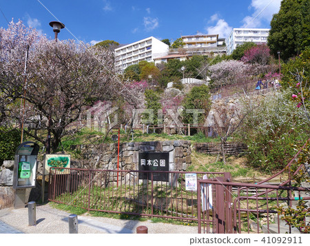 Okamoto Bairin Park / old plum spot / Hyogo ken Kobe city Honjin-cho ward Honzan-cho Okamoto Bairin Park / old plum spot / Hyogo ken Kobe city Honjin-cho ward Honzan-cho 41092911