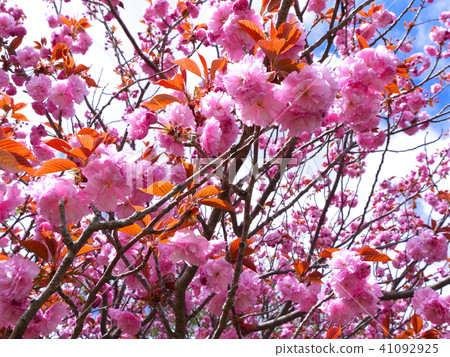Makino Takahara Senbon Sakura / Yaezakura盛開/琵琶湖國家檢疫公園 Makino Takahara Senbon Sakura / Yaezakura盛開/琵琶湖國家檢疫公園 41092925