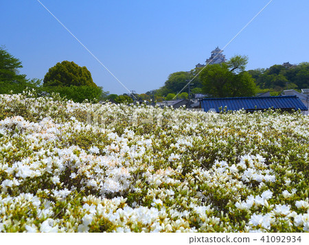 姬路城和白杜鵑花（姬路文學館）/姬路城十世紀/兵庫縣姬路市/世界文化遺產/國寶/別名：Hakusagi Castle / Japan 41092934