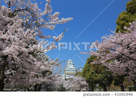 姬路城和櫻花（姬路市藝術博物館附近）/姬路城十大東海/世界文化遺產/日本100櫻花 41092946