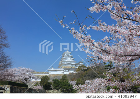 Himeji Castle and Sakura (from the vicinity of the Himeji City Art Museum) / Himeji Castle Ten Tokai / World Cultural Heritage / 100 Cherry Blossoms in Japan Himeji Castle and Sakura (from the vicinity of the Himeji City Art Museum) / Himeji Castle Ten Tokai / World Cultural Heritage / 100 Cherry Blossoms in Japan 41092947
