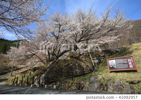 Iknow cherry blossoms at Ikuno Plateau / Yamazakura of hundreds of years old / Hyogo prefecture Designated landscape formation Important buildings etc. Iknow cherry blossoms at Ikuno Plateau / Yamazakura of hundreds of years old / Hyogo prefecture Designated landscape formation Important buildings etc. 41092957
