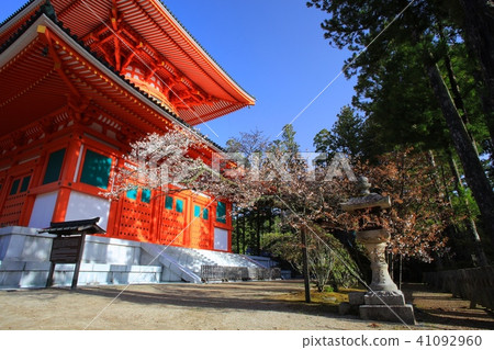 高野山的春天風景，尊貴的殿堂（Daganjin）·Nemoto表參道和櫻花（Yamazakura）/世界文化遺產/百平成100 41092960