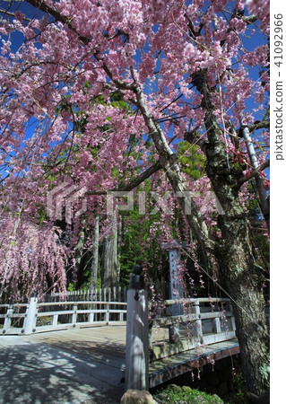 Kaigojijiji's double-blind hen cherry tree / Wakayama prefecture Ito-gun Koyano-cho / World cultural heritage / Heisei 100 scenery Kaigojijiji's double-blind hen cherry tree / Wakayama prefecture Ito-gun Koyano-cho / World cultural heritage / Heisei 100 scenery 41092966