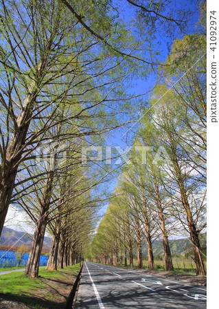 Meta Sequoia Namiki at Makino Plateau (season of fresh green) / New · Japan's street trees 100 views / Lake Biwa National Quarantine Park 41092974
