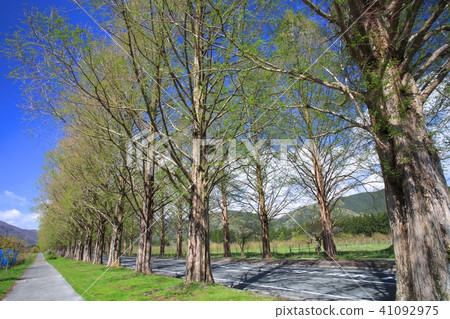 Meta Sequoia Namiki at Makino Plateau (season of fresh green) / New · Japan's street trees 100 views / Lake Biwa National Quarantine Park 41092975