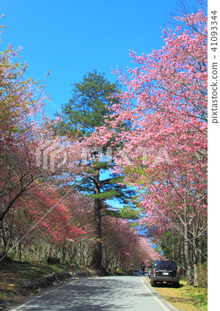 Cherry blossom, flower and bird illustration, flower Cherry blossom, flower and bird illustration, flower 41093344