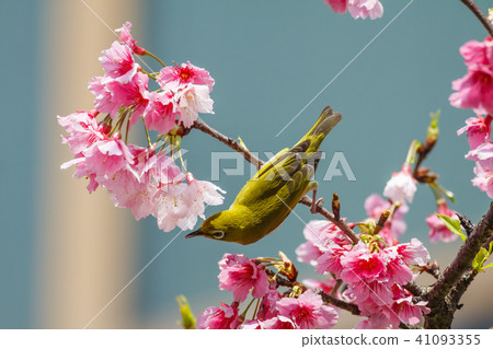 Cherry blossom, flower and bird illustration, flower Cherry blossom, flower and bird illustration, flower 41093355