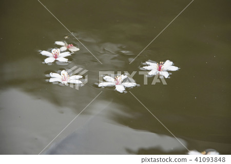 苗栗獅頭山桐花 41093848